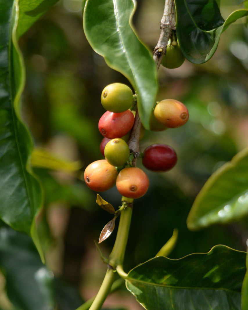 KENYA | EMBU