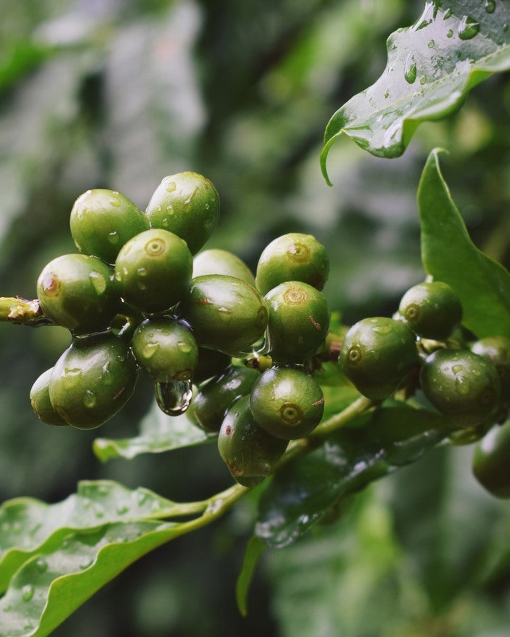 FEMALE OWNED | BRAZIL