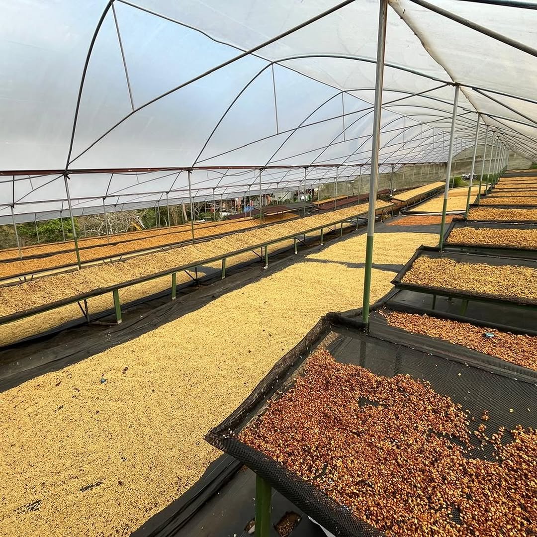 CANDELARIA FARM  | COSTA RICA