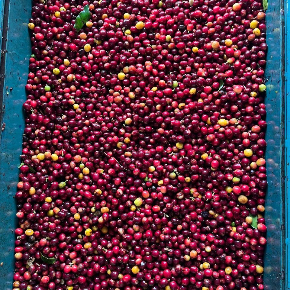 CANDELARIA FARM  | COSTA RICA