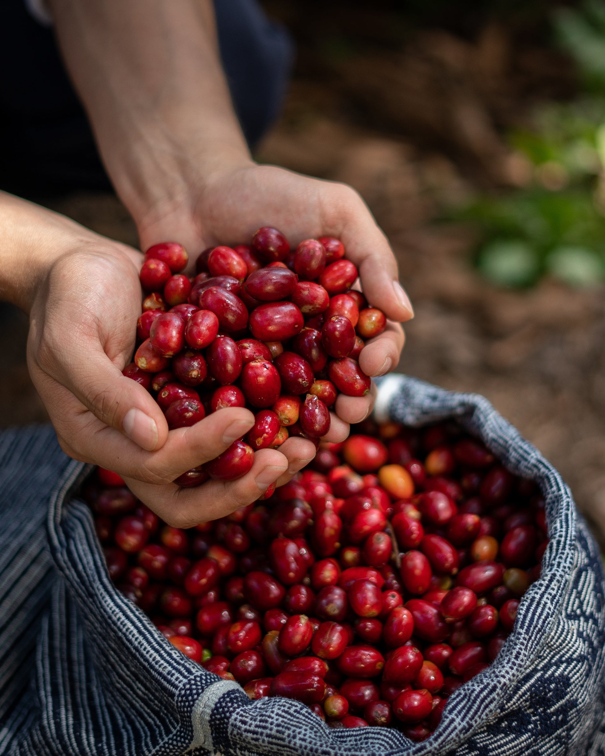 Person holding a handful of red coffee berries with a bag full of coffee cherries.