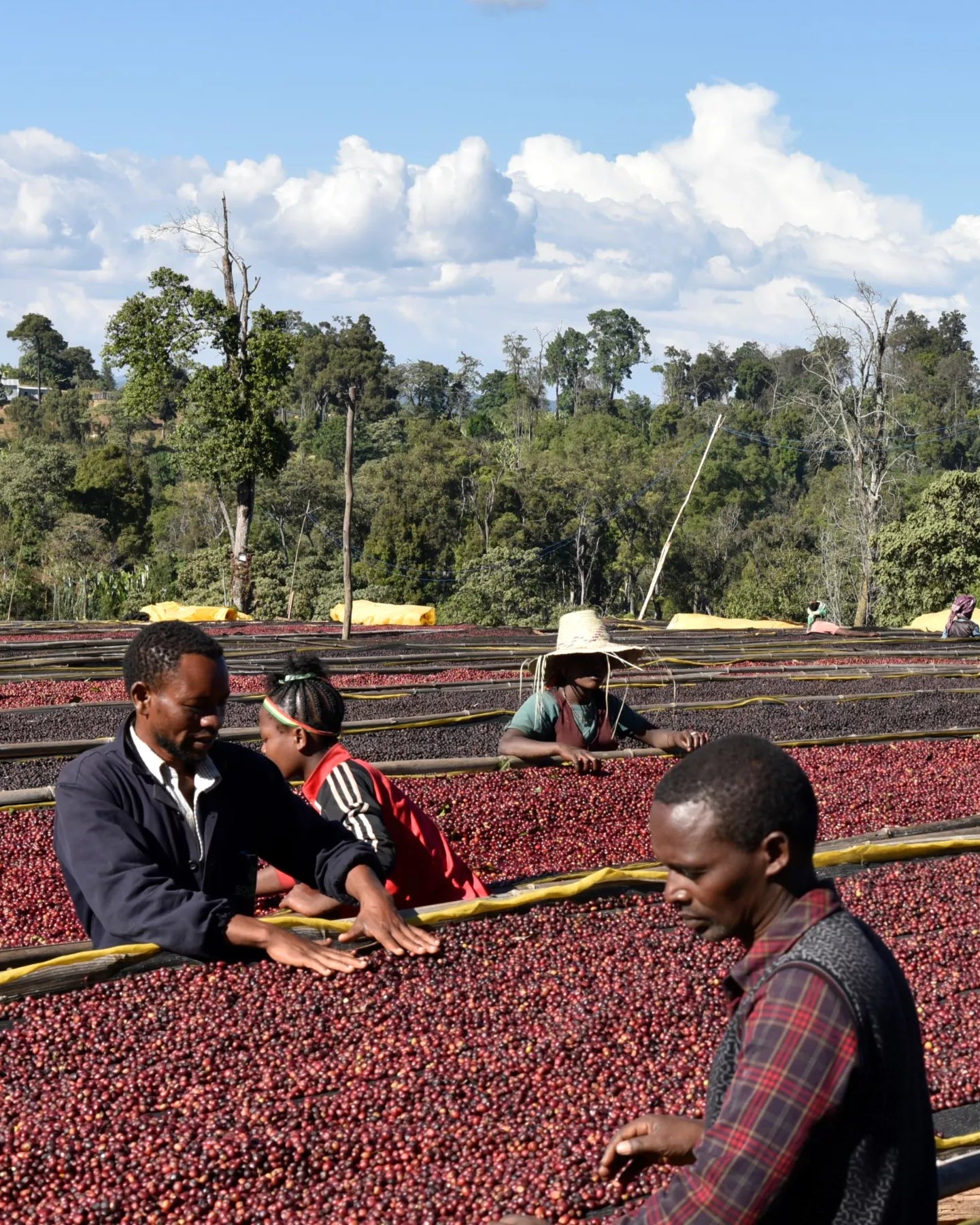 People working with red berries in an outdoor setting with trees and blue sky.