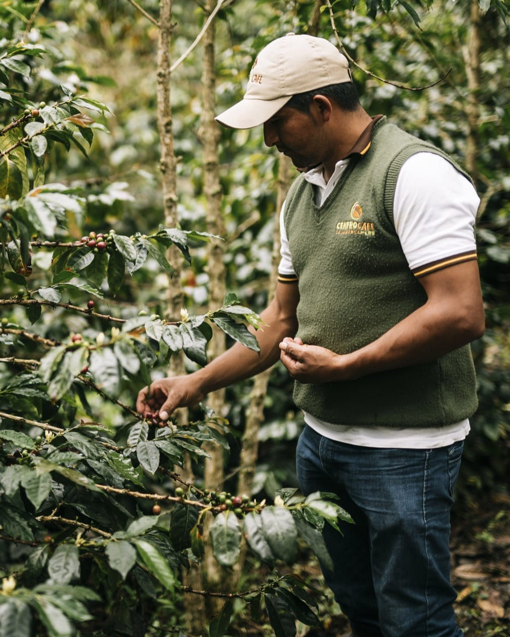 Man inspecting coffee beans on a coffee plant in a field