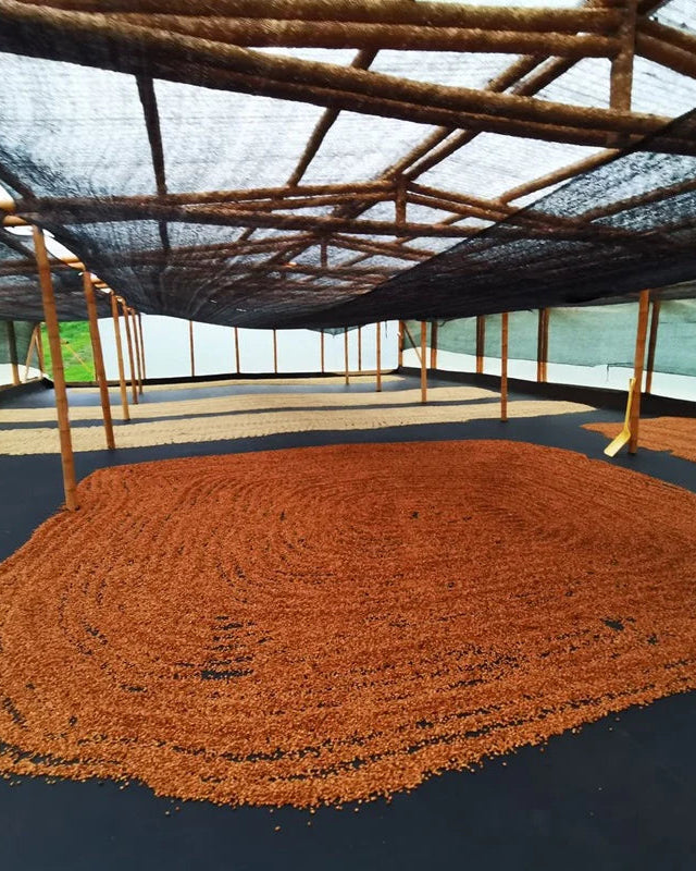 Coffee beans drying under a roof structure