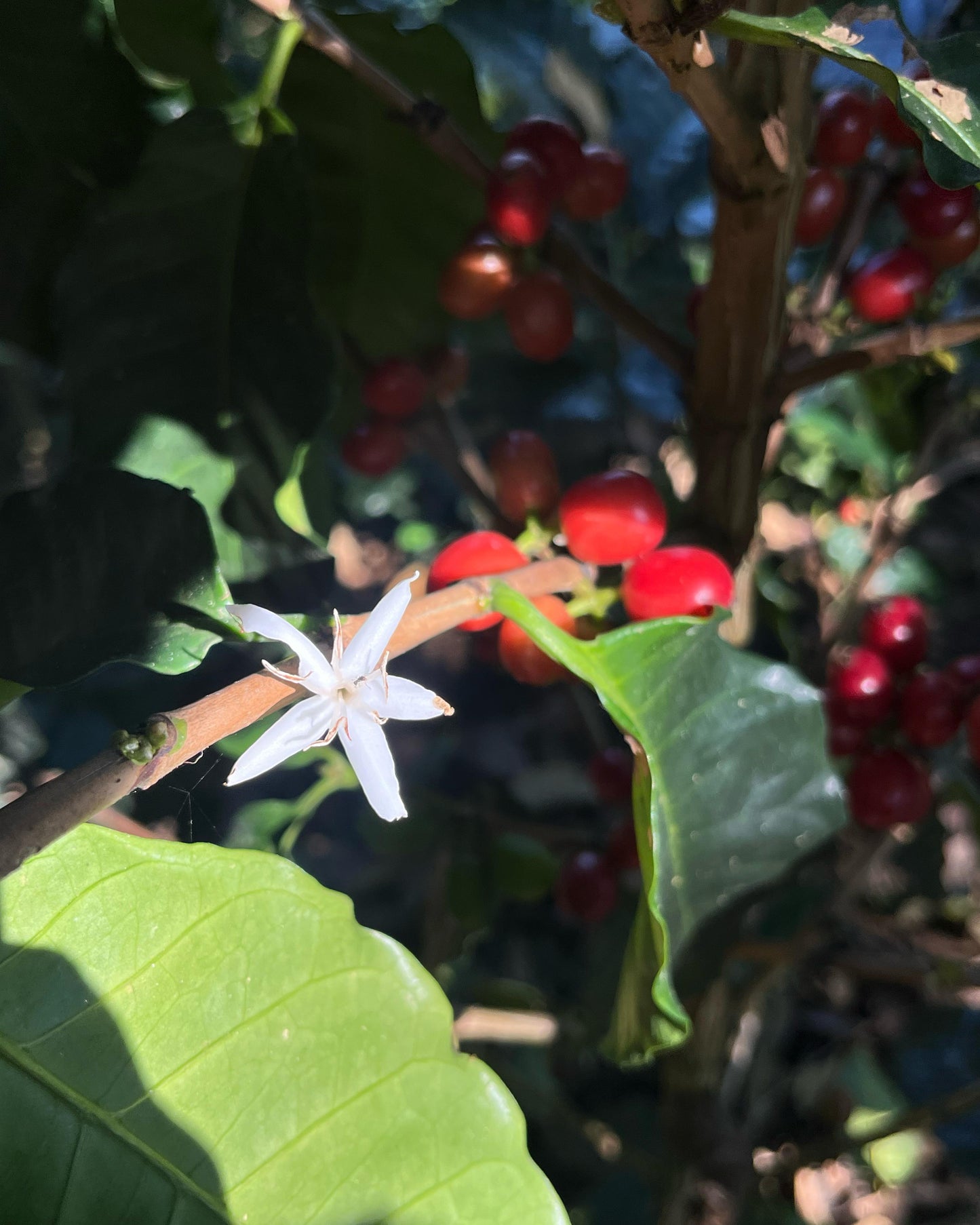 JAVA | ORIGIN RESERVE
