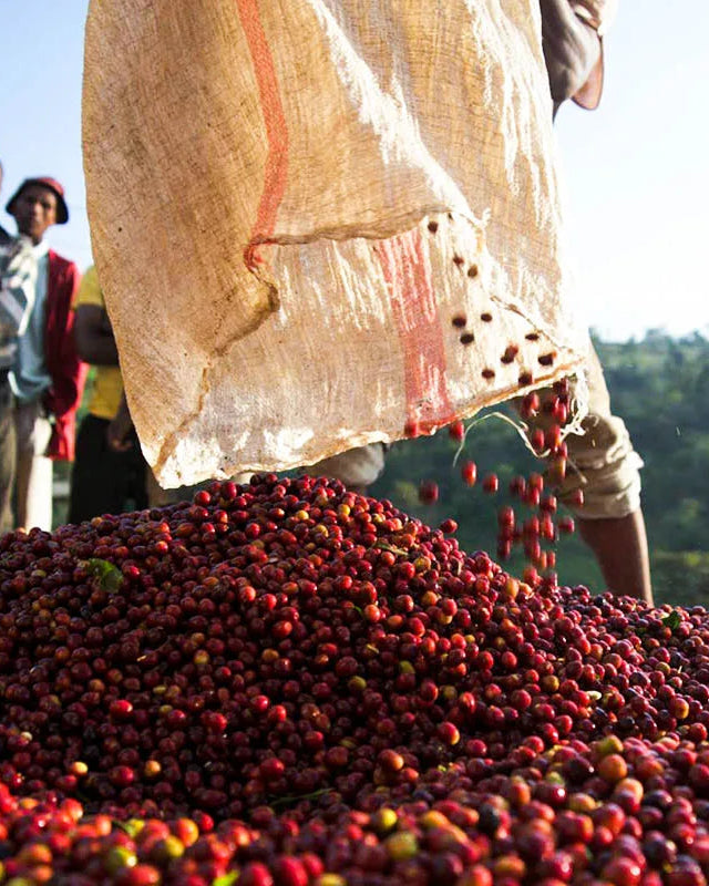 People sorting red coffee cherries with a scenic background